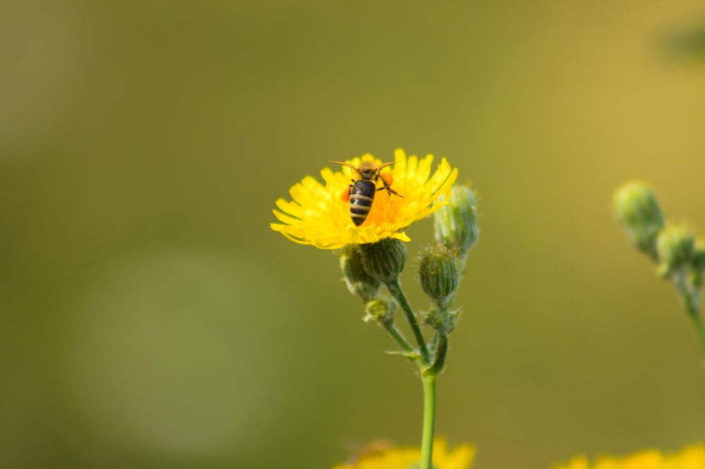Prevent Swarms in Your Backyard