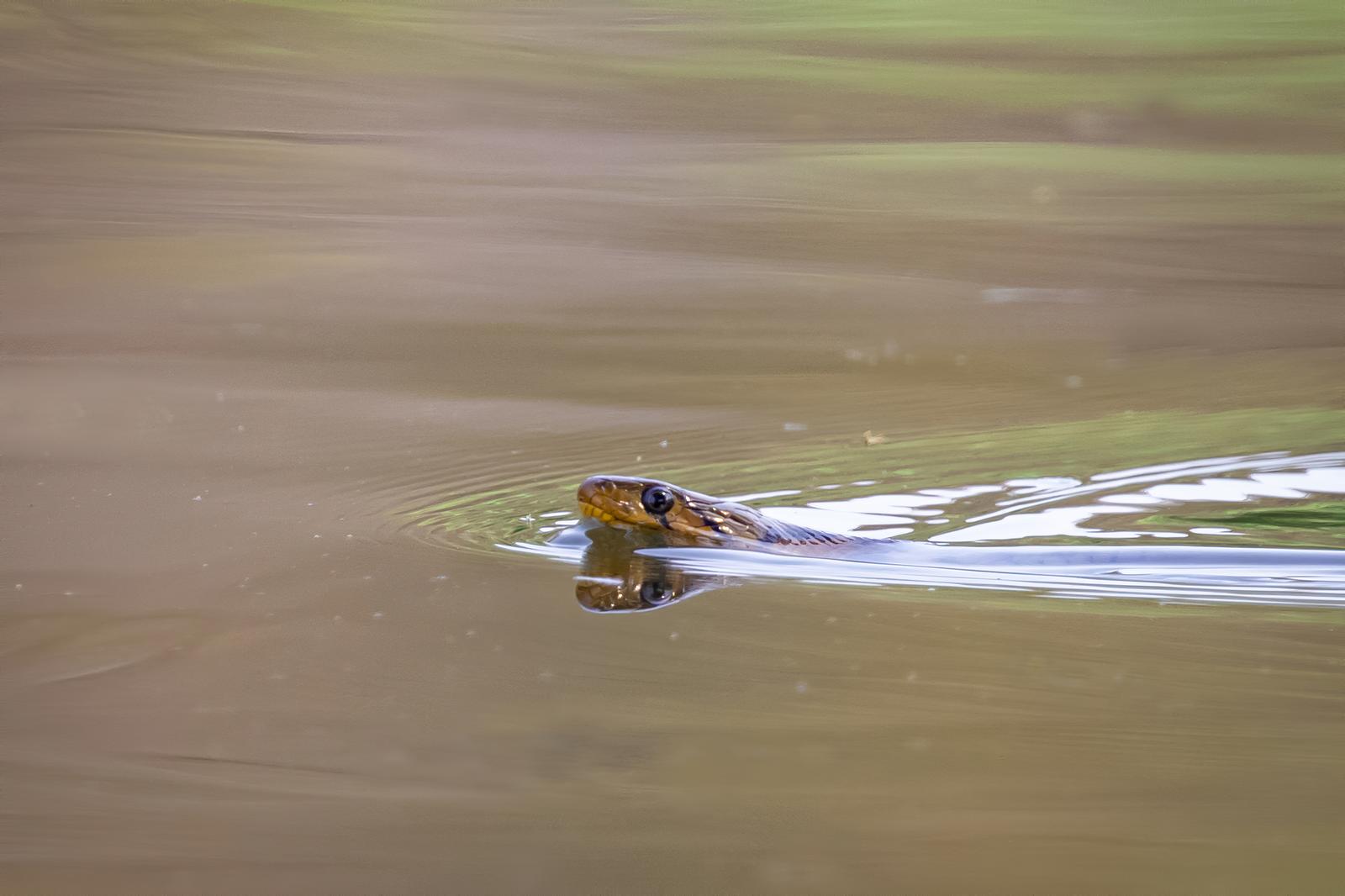 How to Keep Snakes Out of Pool (All of them)